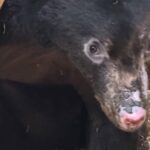 Ícone de conversão de texto em fala