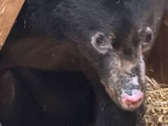 Valquíria, o filhote de urso preto encontrado com queimaduras graves em dezembro, está se recuperando bem Ícone de conversão de texto em fala