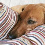 Veterinário revela os principais sinais de que seu gato ou cachorro está estressado – e o que fazer a seguir