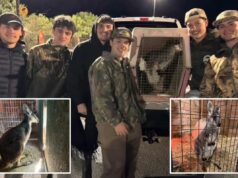 Wallaby fugitivo de NJ ‘Rex’ encontrou e voltou para casa com a ajuda de um grupo de adolescentes Wallaby fugitivo de NJ 'Rex' encontrou e voltou para casa com a ajuda de um grupo de adolescentes