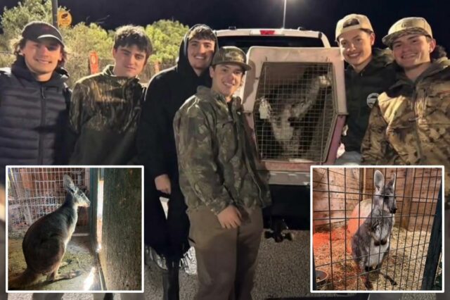Wallaby fugitivo de NJ 'Rex' encontrou e voltou para casa Wallaby fugitivo de NJ 'Rex' encontrou e voltou para casa com a ajuda de um grupo de adolescentes