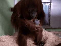 Zoológico do condado de Sedgwick dá as boas-vindas ao novo bebê orangotango Riang nasceu em 4 de janeiro de 2026 (Cortesia: Zoológico do condado de Sedgwick)