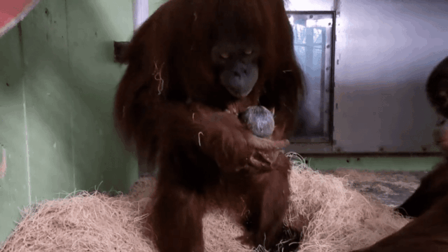 Riang nasceu em 4 de janeiro de 2026 (Cortesia: Zoológico do condado de Sedgwick)