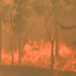 ‘Agir imediatamente para sobreviver’: Tarde demais para partir enquanto o incêndio florestal aumenta