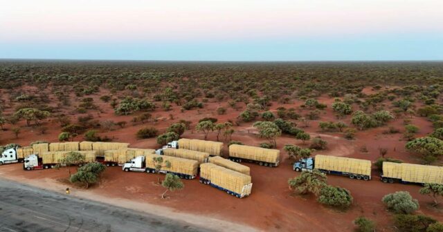 ‘É saber que alguém se importa’: corrida de forragem traz mais do que feno para os pastores
