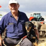 ‘Os cachorros salvaram esta fazenda’: uma vida inteira passada com o melhor amigo de um homem