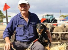 ‘Os cachorros salvaram esta fazenda’: uma vida inteira passada com o melhor amigo de um homem ‘Os cachorros salvaram esta fazenda’: uma vida inteira passada com o melhor amigo de um homem