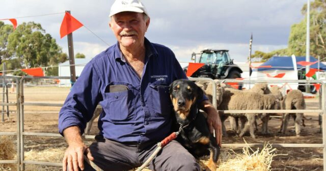 ‘Os cachorros salvaram esta fazenda’: uma vida inteira passada com o melhor amigo de um homem
