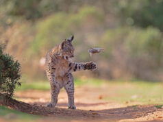 16 imagens surpreendentes do prêmio Fotógrafo de Vida Selvagem do Ano de 2026 Yahoo entertainment home