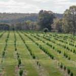 A agricultura de carbono pode remover três Tasmânias de terras agrícolas até 2050, segundo estimativas