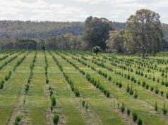 A agricultura de carbono pode remover três Tasmânias de terras agrícolas até 2050, segundo estimativas A agricultura de carbono pode remover três Tasmânias de terras agrícolas até 2050, segundo estimativas