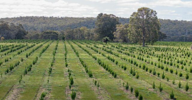 A agricultura de carbono pode remover três Tasmânias de terras agrícolas até 2050, segundo estimativas
