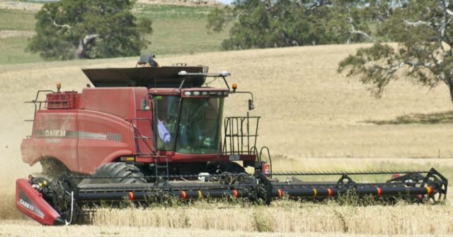 A demanda por carne está alta, mas as fazendas de gado não conseguem igualar a renda de grãos de quase US$ 1 milhão
