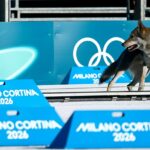 Alice Varesco, 35 anos, ex-esquiadora olímpica que agora trabalha com marketing comercial, disse ao Daily Mail que mal pôde acreditar no que via quando viu Nazgul, de dois anos, correndo pela fase de qualificação da equipe feminina de esqui cross-country.