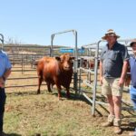 A equipe Red Angus gira em torno dos resultados de 2025 com valores muito mais fortes desta vez