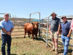 A equipe Red Angus gira em torno dos resultados de 2025 com valores muito mais fortes desta vez A equipe Red Angus gira em torno dos resultados de 2025 com valores muito mais fortes desta vez