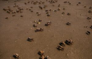 A influenciadora alimentar Emma Amit morre após comer caranguejo tóxico para fazer acrobacias: relatório O influenciador Chinnu Papu morre por suicídio aos 24 anos