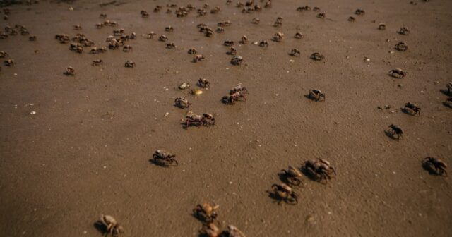 O influenciador Chinnu Papu morre por suicídio aos 24 anos