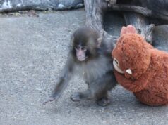 A internet exigiu outra atualização do Punch. Então aqui está como ele está. A internet exigiu outra atualização do Punch. Então aqui está como ele está.