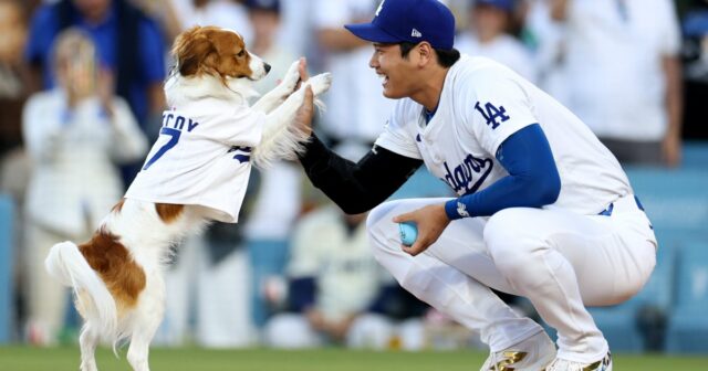 O cachorro de Shohei Ohtani lançou o primeiro arremesso no jogo dos Dodgers em sua noite de Bobblehead
