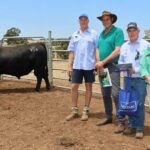 A média de vendas em propriedades da Angus aumentou em mais de US$ 1.700 em relação ao resultado do ano passado