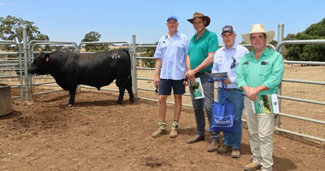 A média de vendas em propriedades da Angus aumentou em mais de US$ 1.700 em relação ao resultado do ano passado
