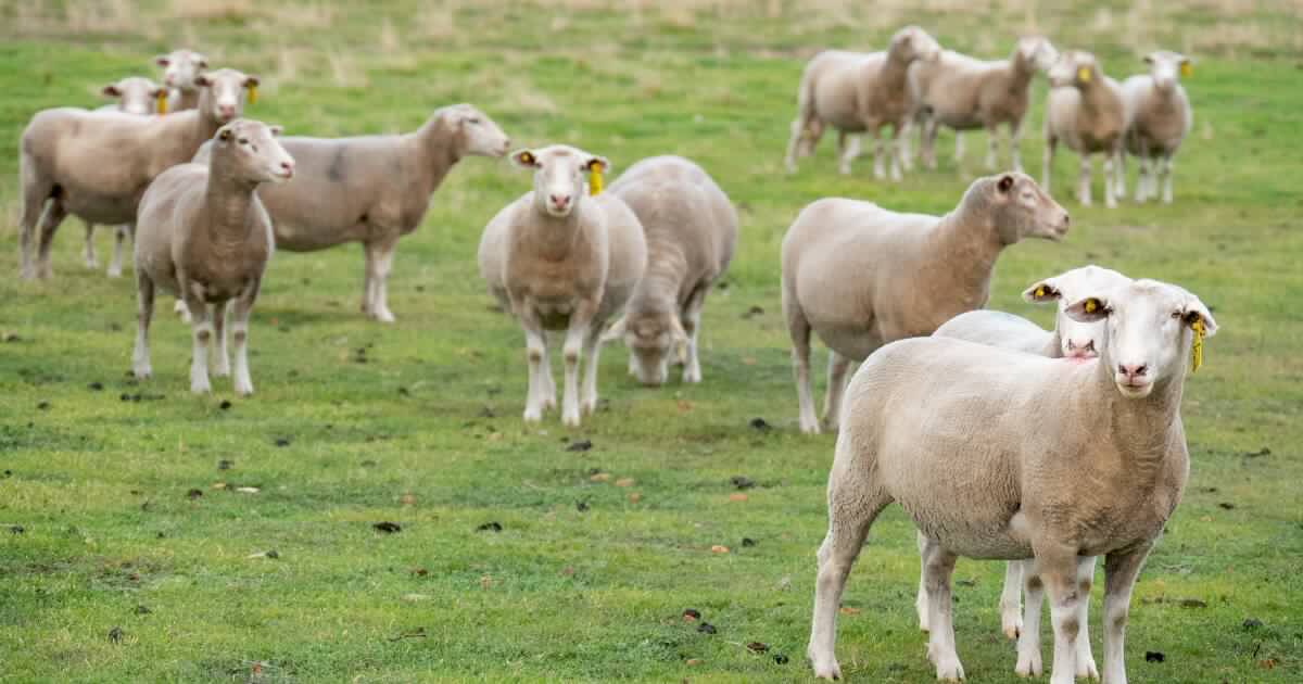 A primeira rodada de financiamento foi insuficiente para muitos. Compartilhe seus pensamentos