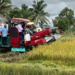 A produção de arroz do RI ao longo de 2025 atinge 34,69 milhões de toneladas, BPS: aumento de 13,29% em relação a 2024