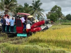 A produção de arroz do RI ao longo de 2025 atinge 34,69 milhões de toneladas, BPS: aumento de 13,29% em relação a 2024 A produção de arroz do RI ao longo de 2025 atinge 34,69 milhões de toneladas, BPS: aumento de 13,29% em relação a 2024