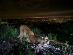 A proteção para os leões da montanha da Califórnia pode se tornar permanente O leão da montanha P-23 cruza uma estrada na Área Recreativa Nacional das Montanhas de Santa Monica em 2013. (National Park Service via AP)