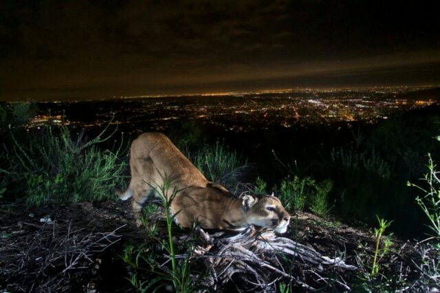 O leão da montanha P-23 cruza uma estrada na Área Recreativa Nacional das Montanhas de Santa Monica em 2013. (National Park Service via AP)