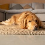 A reação dos Golden Retrievers ao trombone deixa a Internet em lágrimas: 'Inimigo'