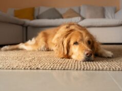 A reação dos Golden Retrievers ao trombone deixa a Internet em lágrimas: ‘Inimigo’ A reação dos Golden Retrievers ao trombone deixa a Internet em lágrimas: 'Inimigo'