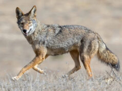 A tão esperada atualização sobre o coiote que nadou de São Francisco a Alcatraz é um grande alívio Yahoo lifestyle home