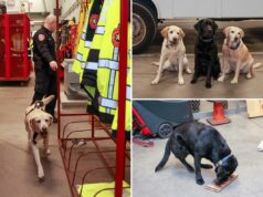 A unidade de elite K-9 de Long Island que prende criminosos desde que eram filhotes: ‘Um poderoso impedimento’ A unidade de elite K-9 de Long Island que prende criminosos desde que eram filhotes: 'Um poderoso impedimento'