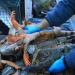 ASSISTIR: Organizadores de répteis da Flórida reúnem milhares de iguanas 'atordoadas pelo frio'