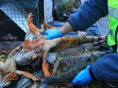 ASSISTIR: Organizadores de répteis da Flórida reúnem milhares de iguanas ‘atordoadas pelo frio’ ASSISTIR: Organizadores de répteis da Flórida reúnem milhares de iguanas 'atordoadas pelo frio'