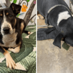 Abrigo encontra cachorro abandonado segurando uma luva e então percebe por que ela não a solta