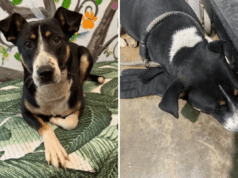 Abrigo encontra cachorro abandonado segurando uma luva e então percebe por que ela não a solta Abrigo encontra cachorro abandonado segurando uma luva e então percebe por que ela não a solta