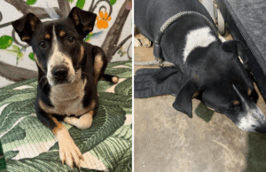 Abrigo encontra cachorro abandonado segurando uma luva e então percebe por que ela não a solta Abrigo encontra cachorro abandonado segurando uma luva e então percebe por que ela não a solta