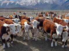 Acordo entre Trump e Argentina prevê fluxos muito maiores de carne bovina rumo aos EUA Shan Goodwin