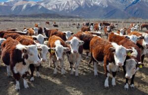 Acordo entre Trump e Argentina prevê fluxos muito maiores de carne bovina rumo aos EUA Shan Goodwin