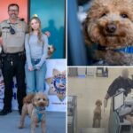 Adorável cachorrinho abandonado no aeroporto de Las Vegas por um viajante sem coração ganha uma nova casa com o policial que o resgatou