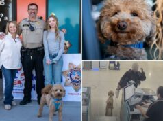 Adorável cachorrinho abandonado no aeroporto de Las Vegas por um viajante sem coração ganha uma nova casa com o policial que o resgatou Adorável cachorrinho abandonado no aeroporto de Las Vegas por um viajante sem coração ganha uma nova casa com o policial que o resgatou