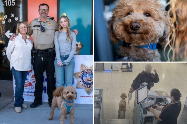 Adorável cachorrinho abandonado no aeroporto de Las Vegas por um viajante sem coração ganha uma nova casa com o policial que o resgatou
