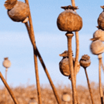 Mais de 1.500 cabeças de plantas alcalóides de papoula foram roubadas recentemente da fazenda Ballarat.