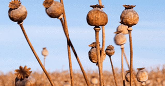Mais de 1.500 cabeças de plantas alcalóides de papoula foram roubadas recentemente da fazenda Ballarat.