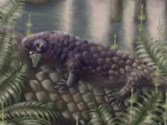 Animal antigo descoberto na Ilha de Cape Breton pode ser um dos primeiros comedores de plantas, sugere estudo Homem estende a mão com uma pedra cinza