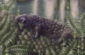 Animal antigo descoberto na Ilha de Cape Breton pode ser um dos primeiros comedores de plantas, sugere estudo Homem estende a mão com uma pedra cinza