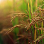 Arunachal CM Pema Khandu lança arroz vermelho orgânico de Tawang